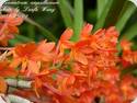 Asc. ampullaceum Orange x Hol. flavescens